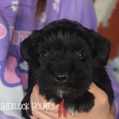 DJ (Sherlock Holmes)