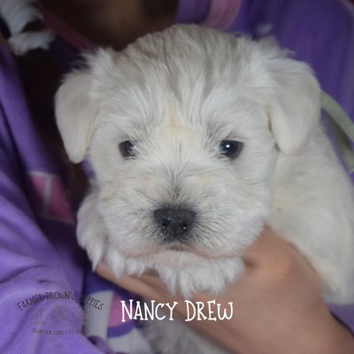 Schatzi (Nancy Drew)