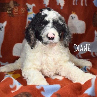 Diane