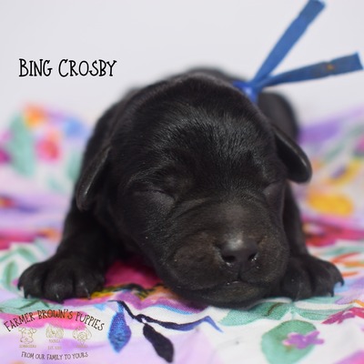 Bing Crosby