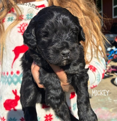 Mickey