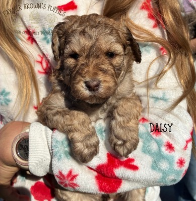 Daisy