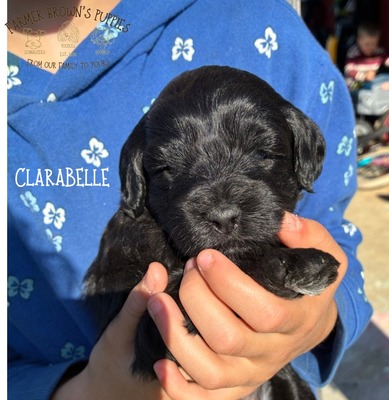 Clarabelle