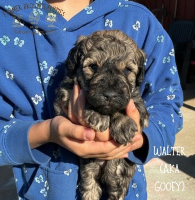 Walter (Goofy)
