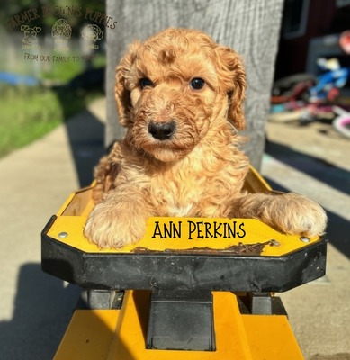 Ann Perkins