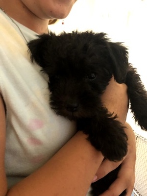 Molli