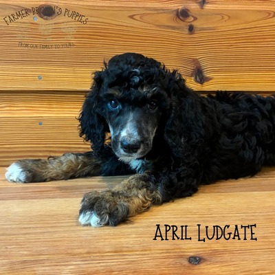 April Ludgate