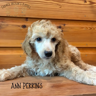 Ann Perkins