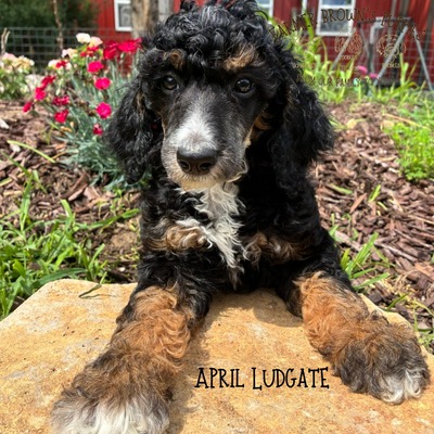 April Ludgate