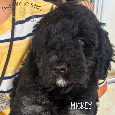 Mickey