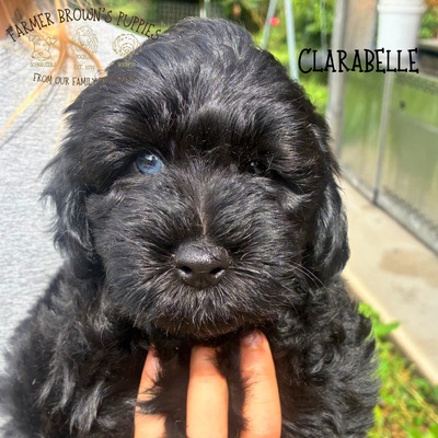Clarabelle