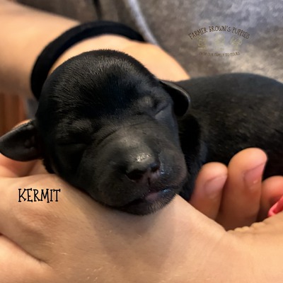 Kermit