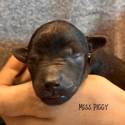 Miss Piggy