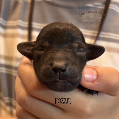 Fozzie