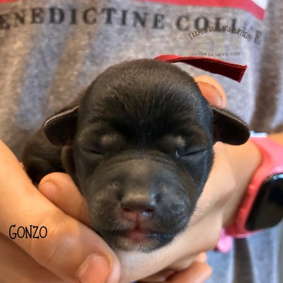 Gonzo