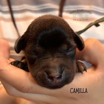 Camilla