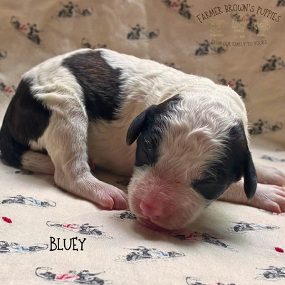 Bluey
