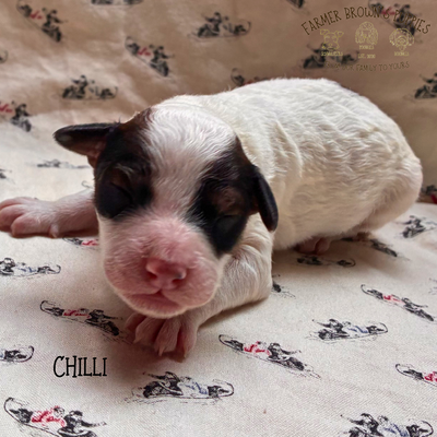 Chilli
