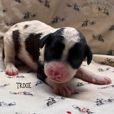 Trixie