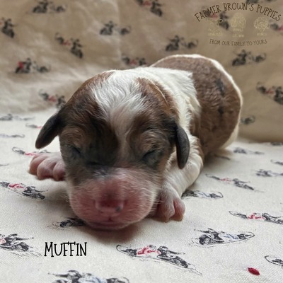 Muffin