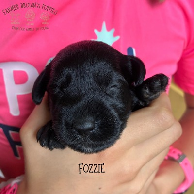 Fozzie