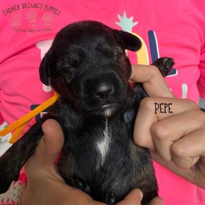 Pepe