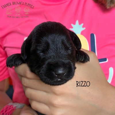 Rizzo