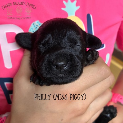 Philly (Miss Piggy)