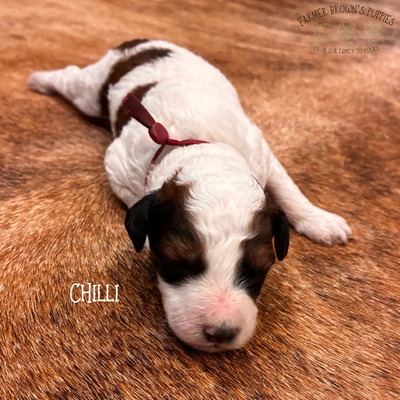 Chilli