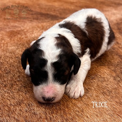 Trixie