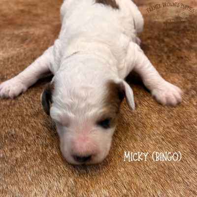 Micky (Bingo)