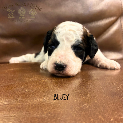 Bluey