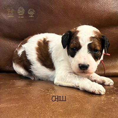 Chilli
