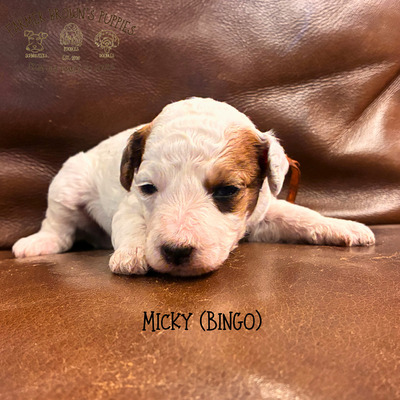 Micky (Bingo)