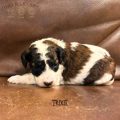 Trixie