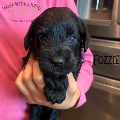 Fozzie