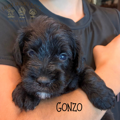 Gonzo