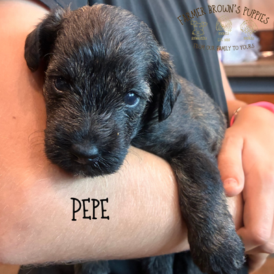 Pepe