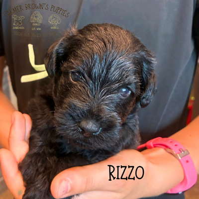 Rizzo