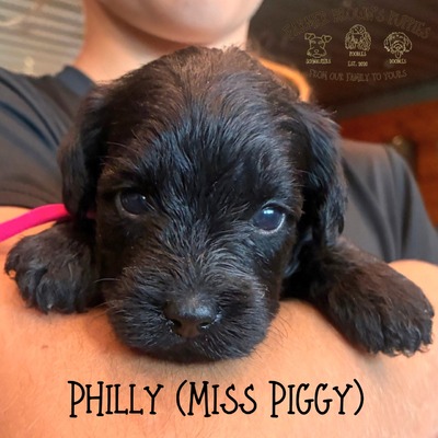 Philly (Miss Piggy)
