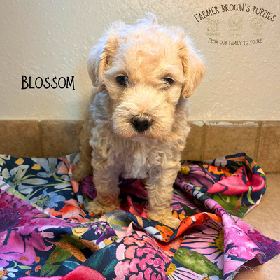 Blossom