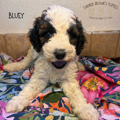 Bluey