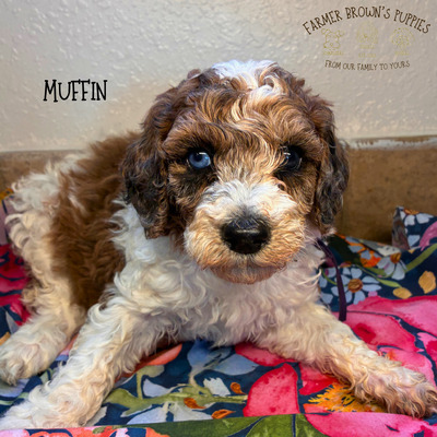 Muffin