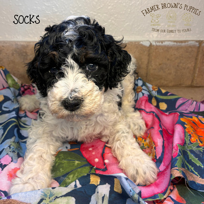 Socks