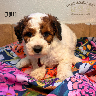 Chilli