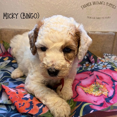 Micky (Bingo)