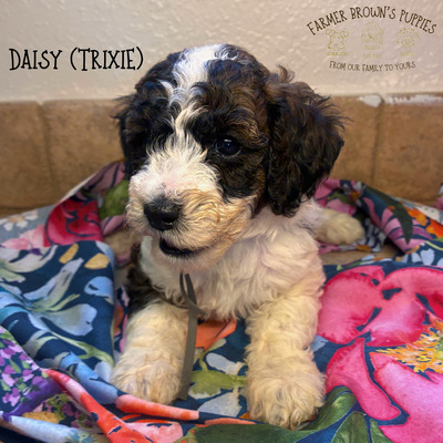 Daisy (Trixie)