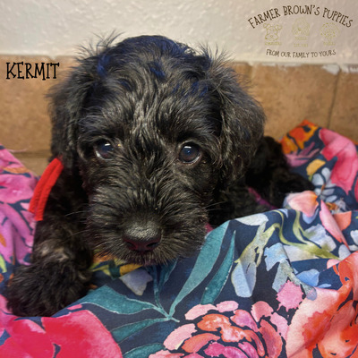 Kermit