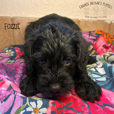 Fozzie