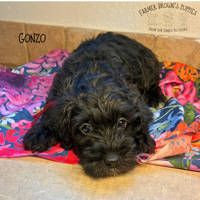 Gonzo
